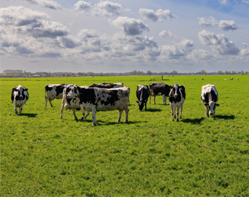 Industry: Dairy